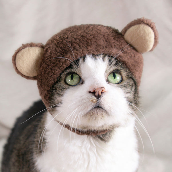 Teddy Bear Hat Cat Costume